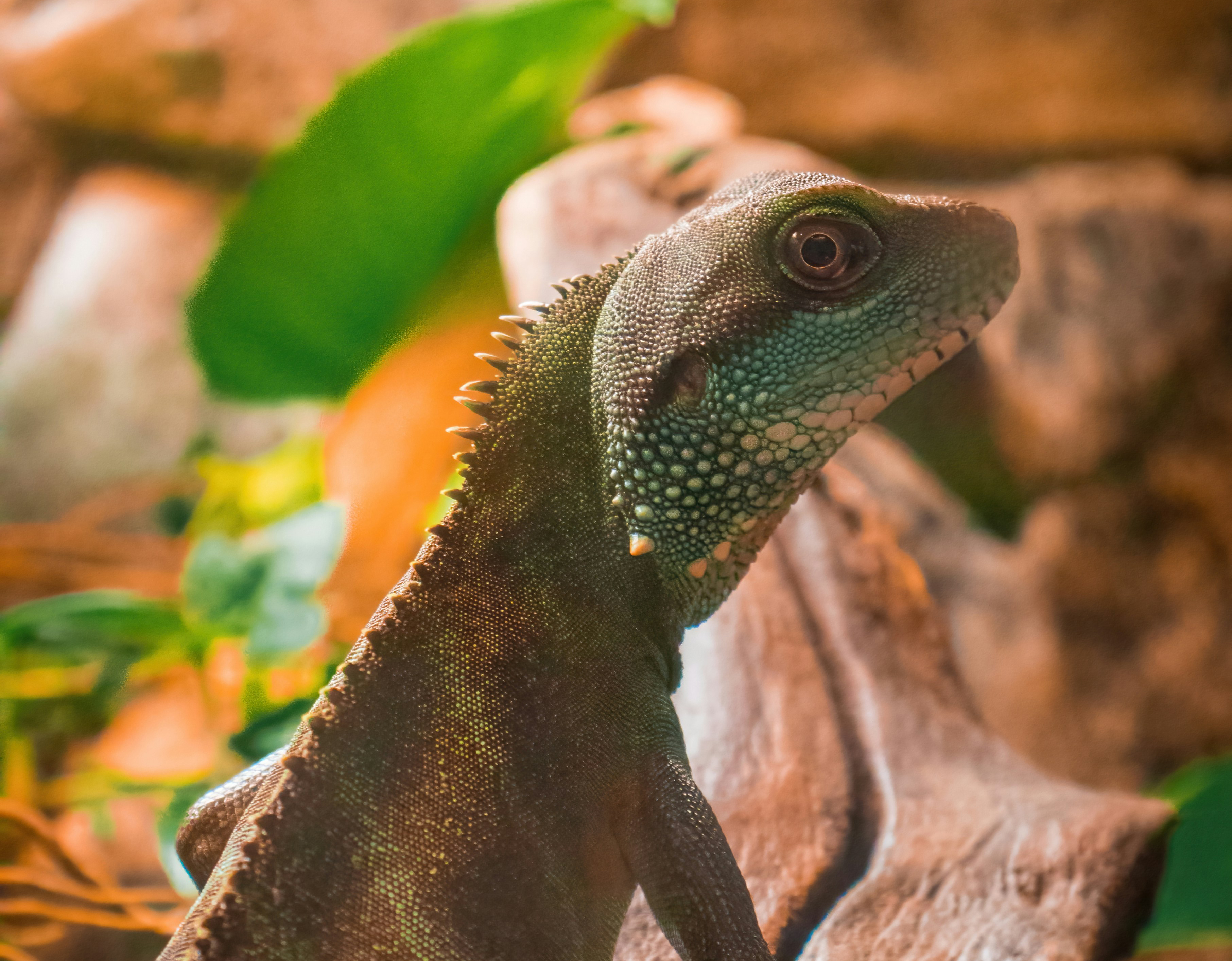 a chinese water dragon