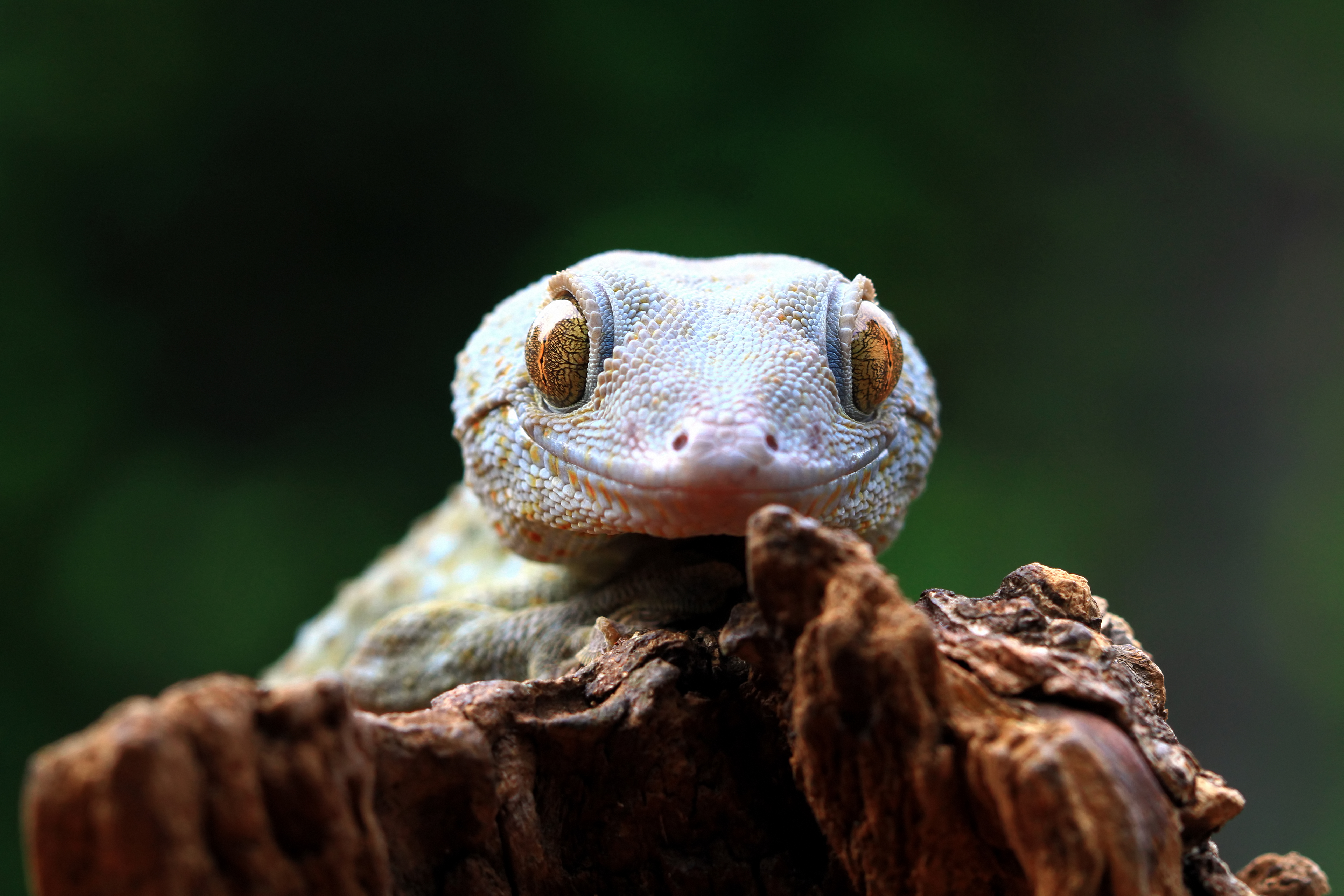 Close up of a tokay gecko